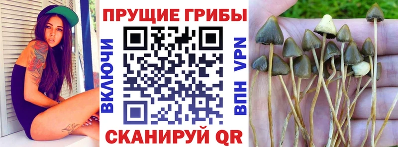 где продают   Томилино  Псилоцибиновые грибы Psilocybine cubensis 